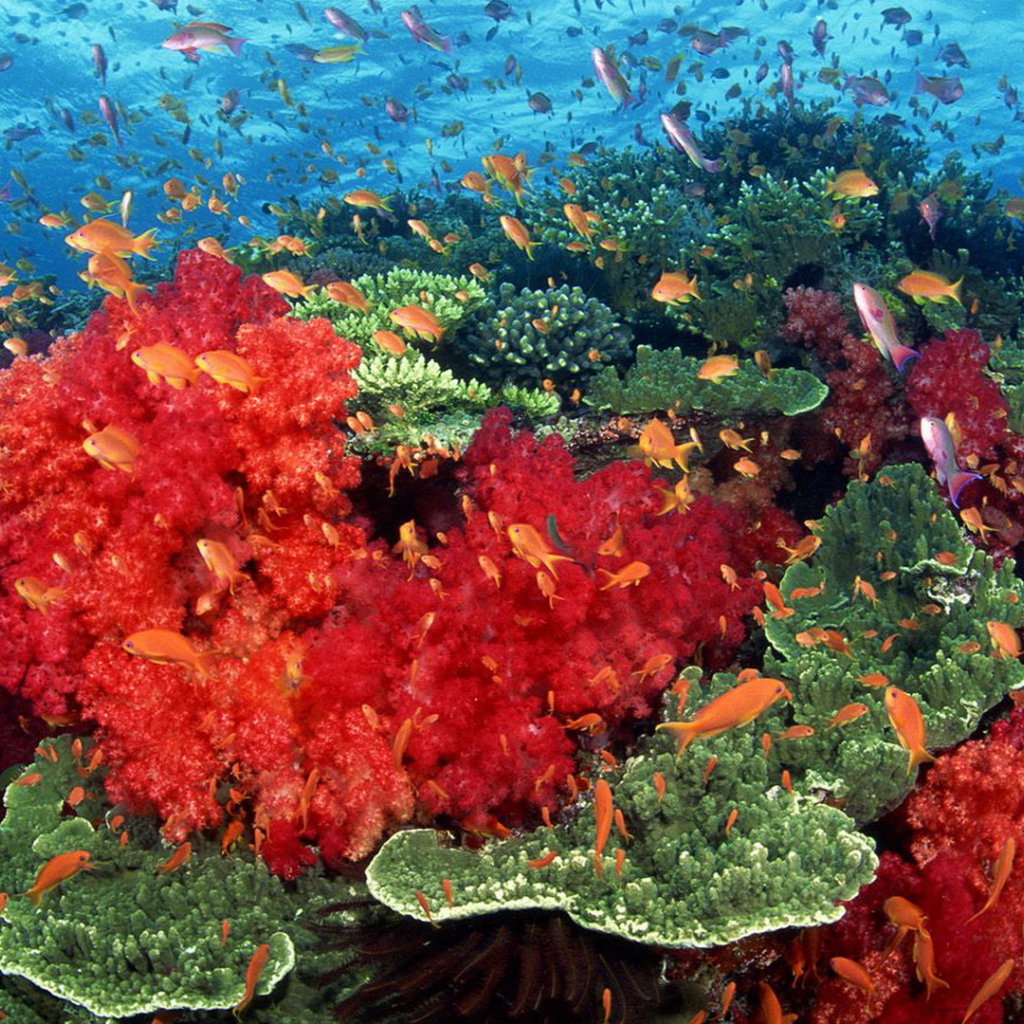 Красные кораллы