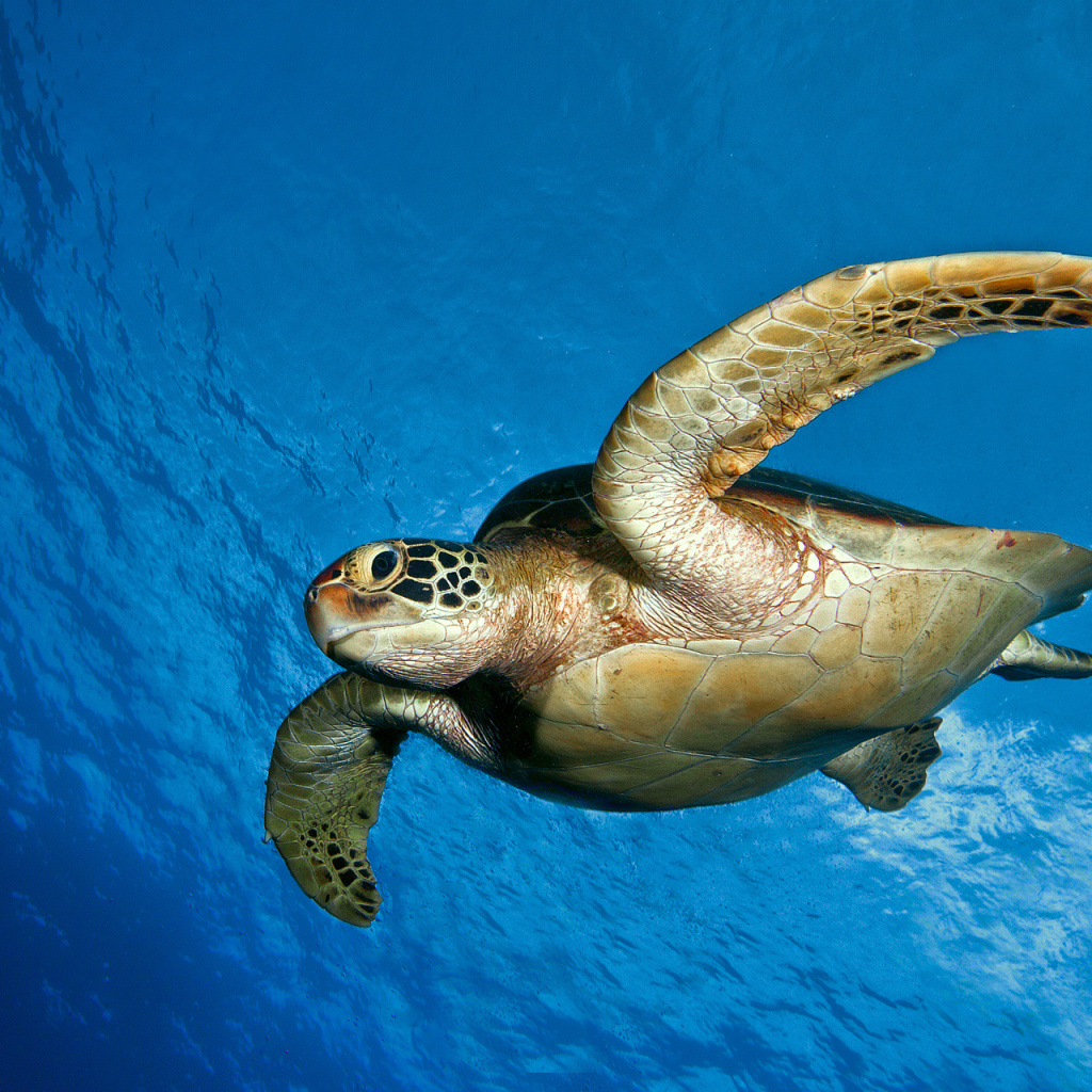 Морская черепаха