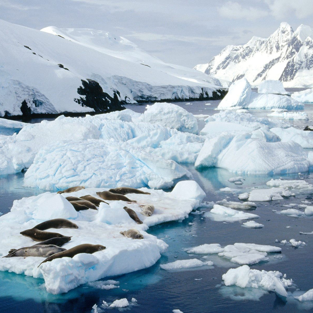 Тюлени лежат на льдине