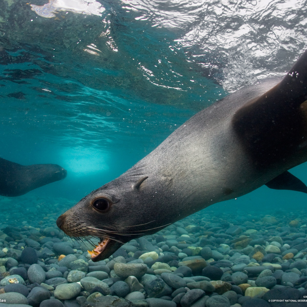 Тюлени под водой