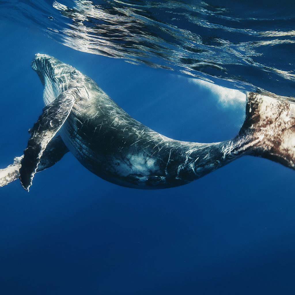 Детеныш кита под водой
