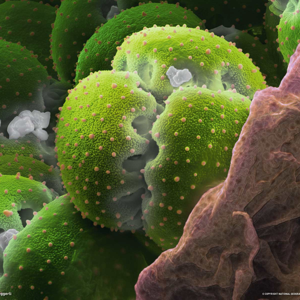 Природа подводного мира