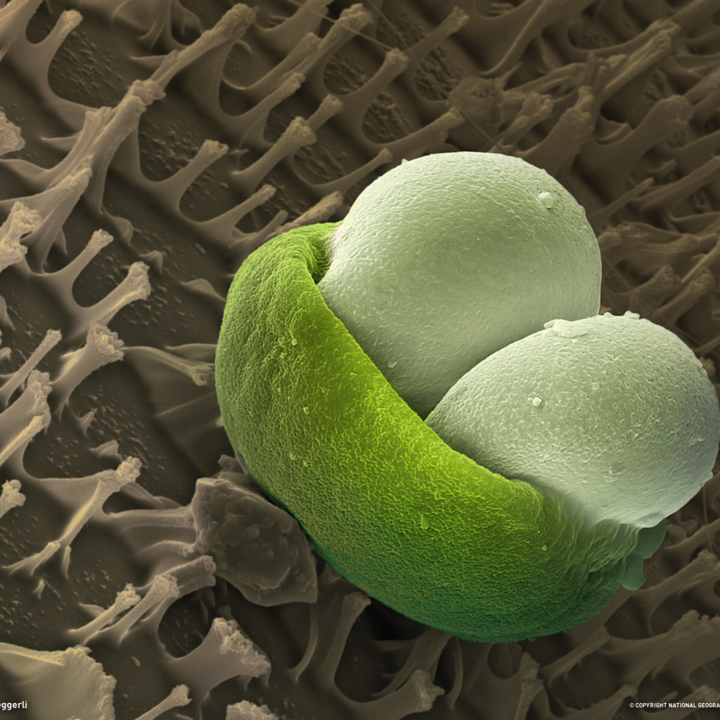 Подводная жизнь