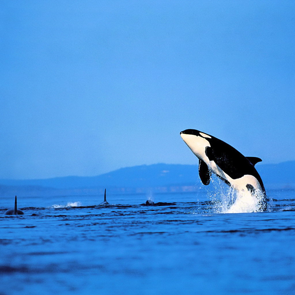 Касатка выпрыгнула из воды