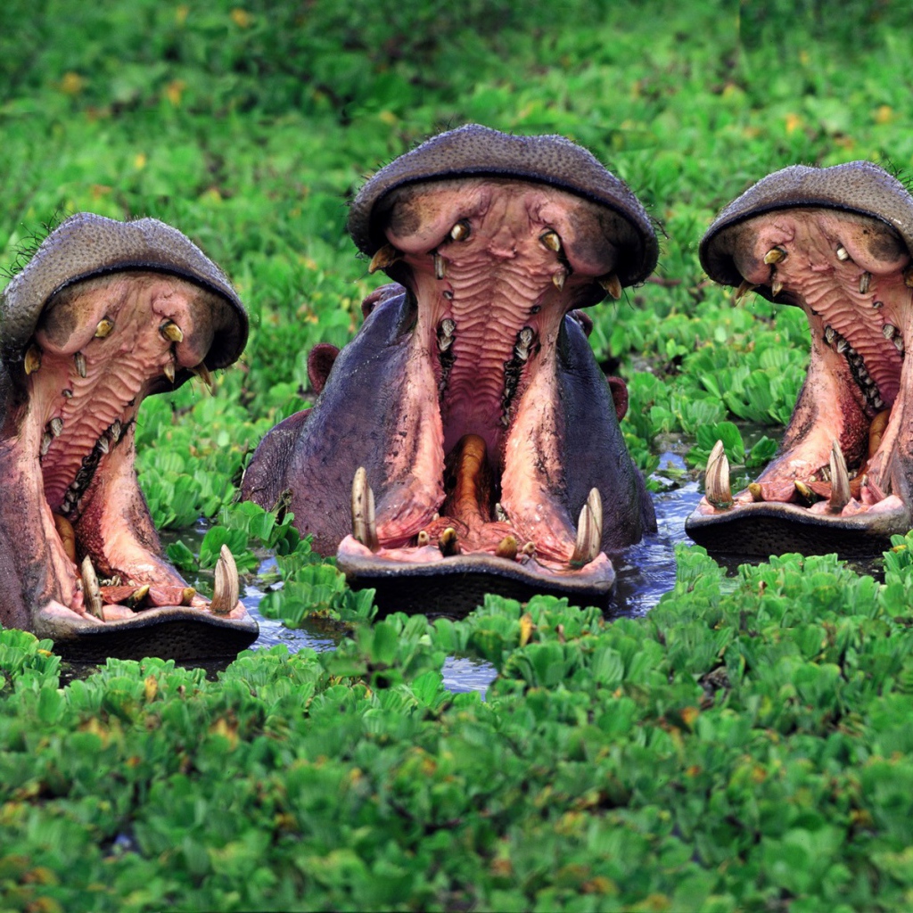 Бегемоты открыли пасть