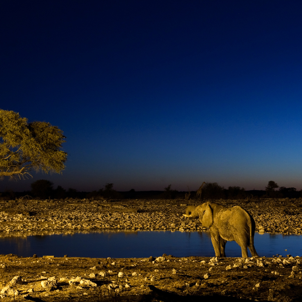 Африканские животные на водопое