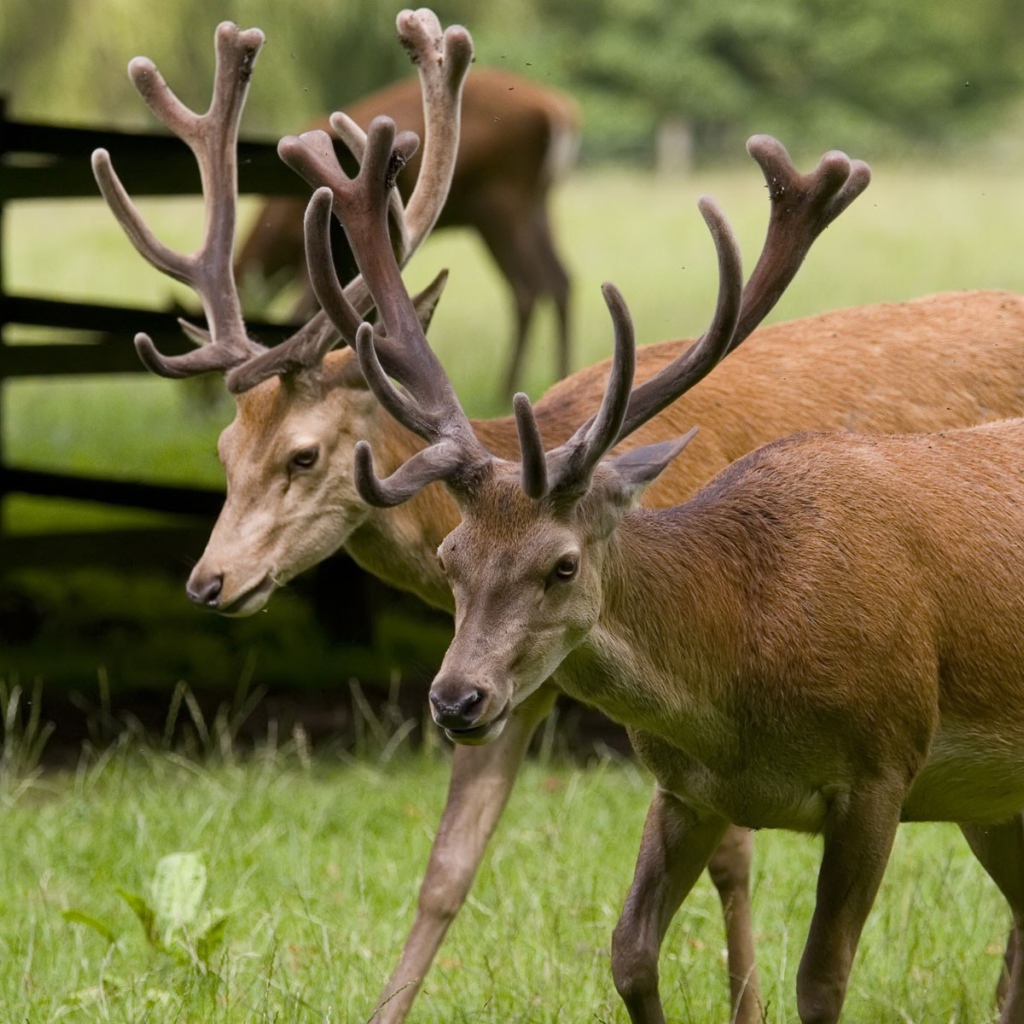 Пара оленей на природе