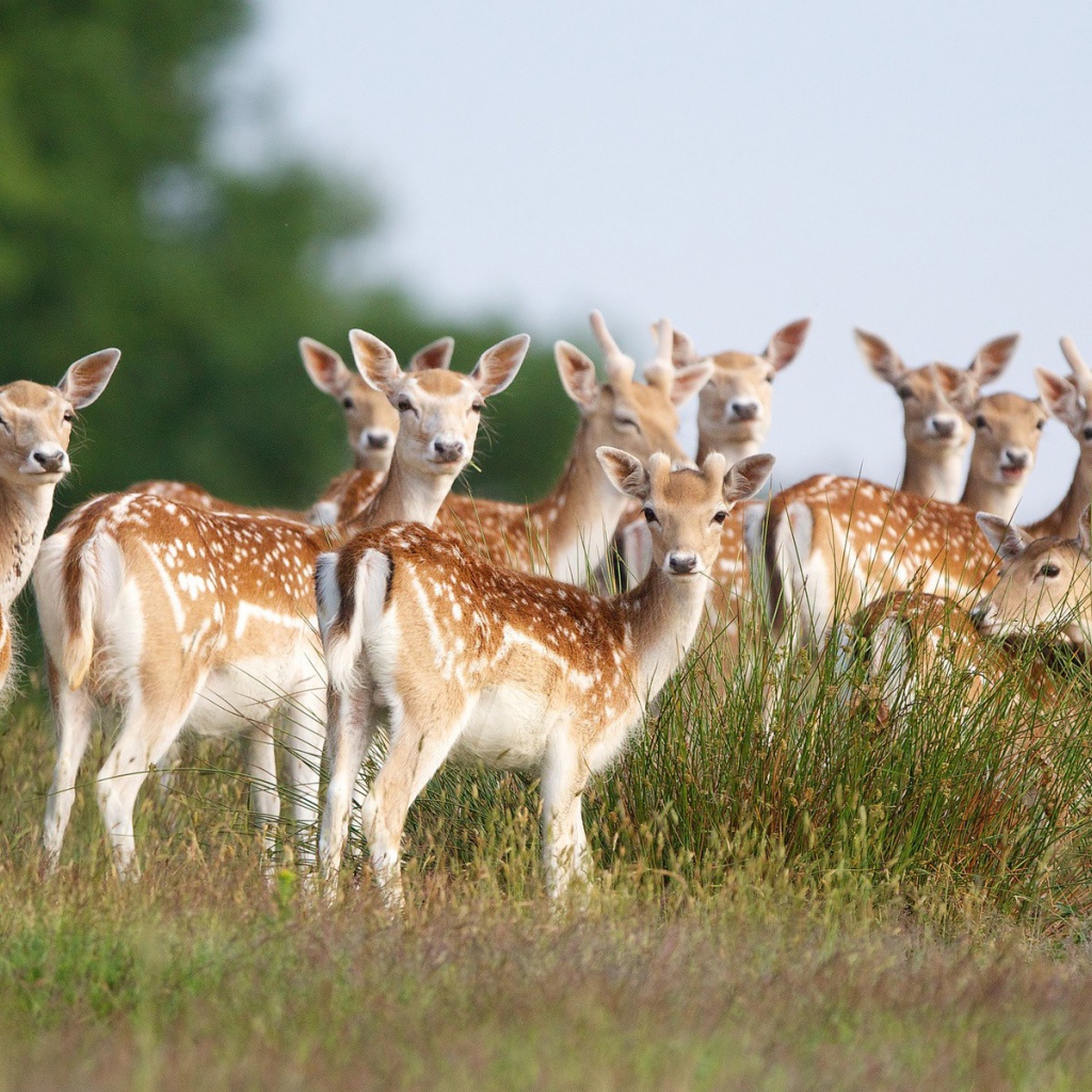 Стадо пятнистых оленей на поле
