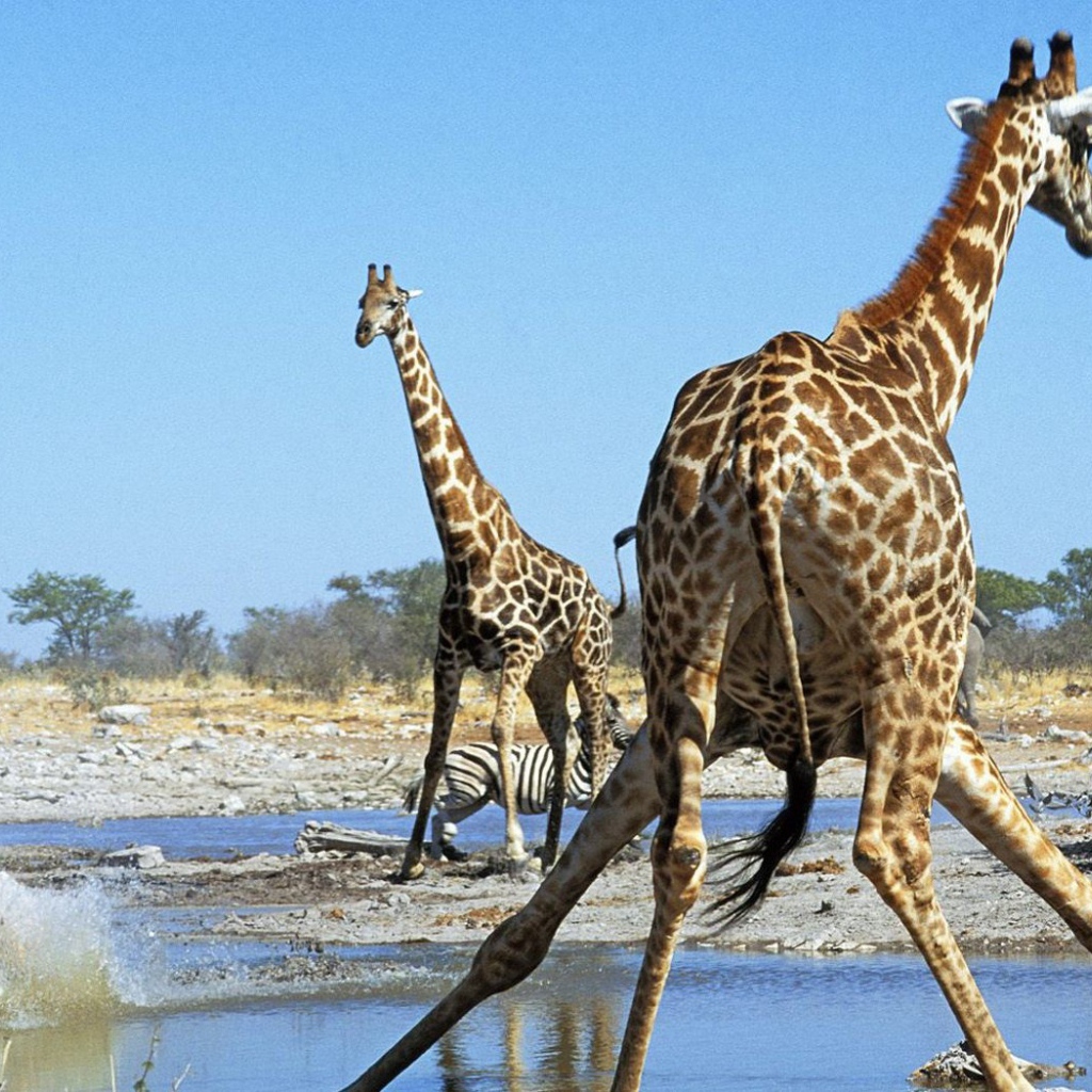 Животные Намибии