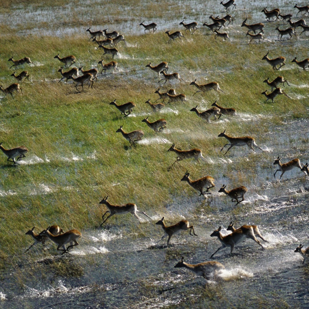 Антилопы бегут по затопленному полю
