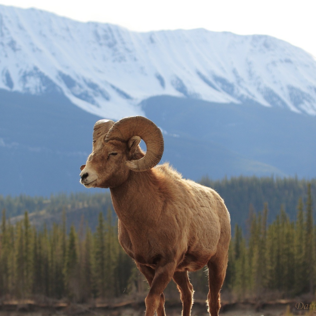 Горный баран