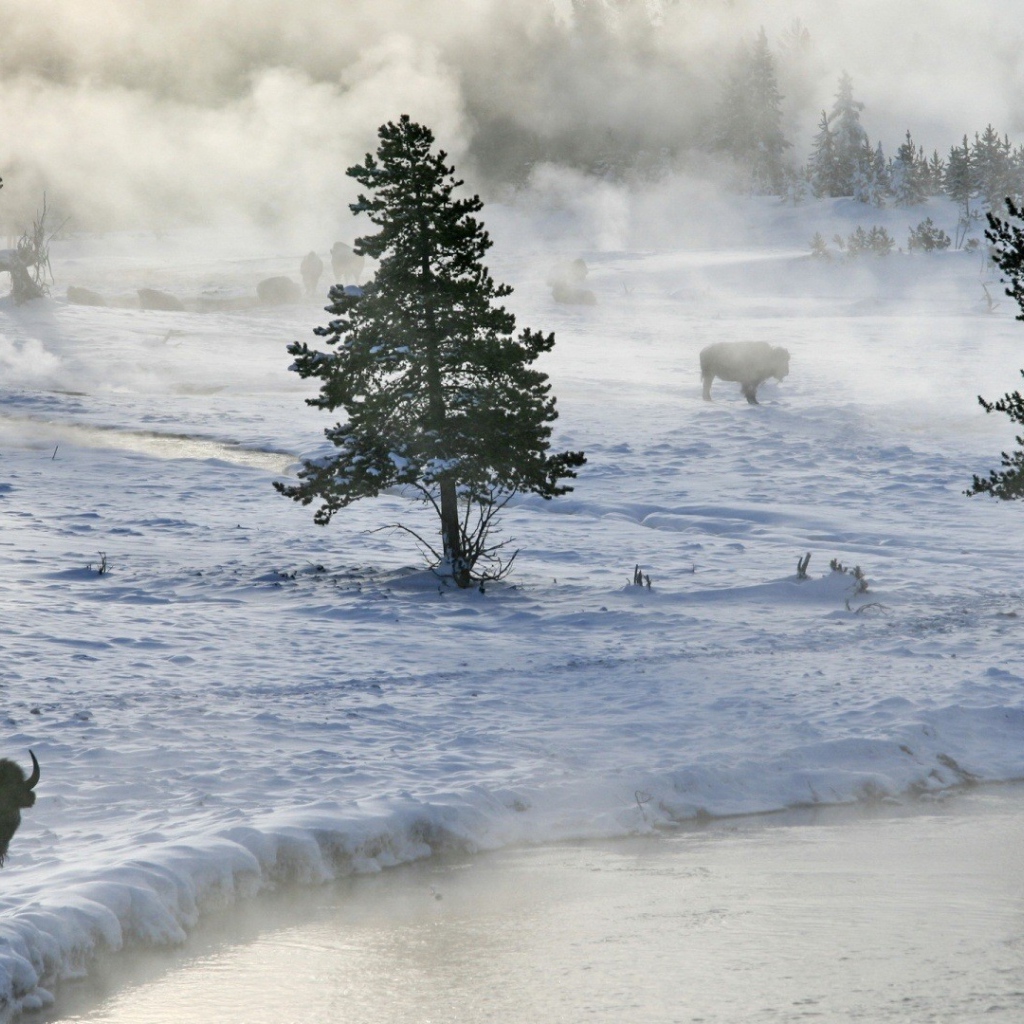 Бизоны пасутся на снегу