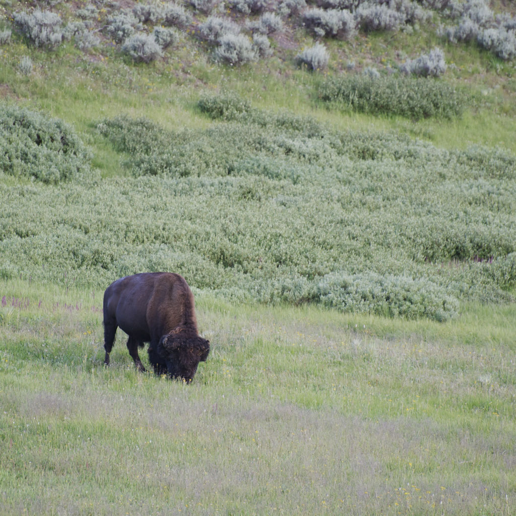 Бизон в дикой природе