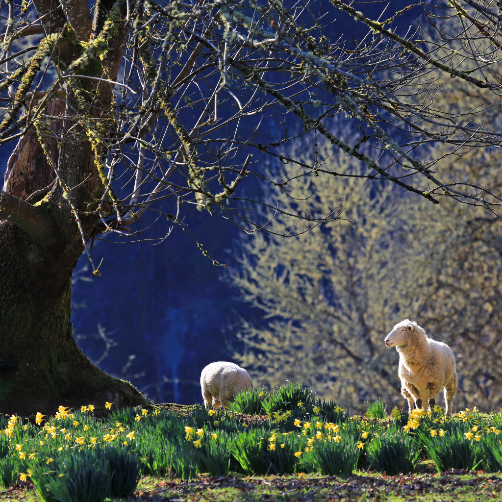 Нарциссы и ягнята