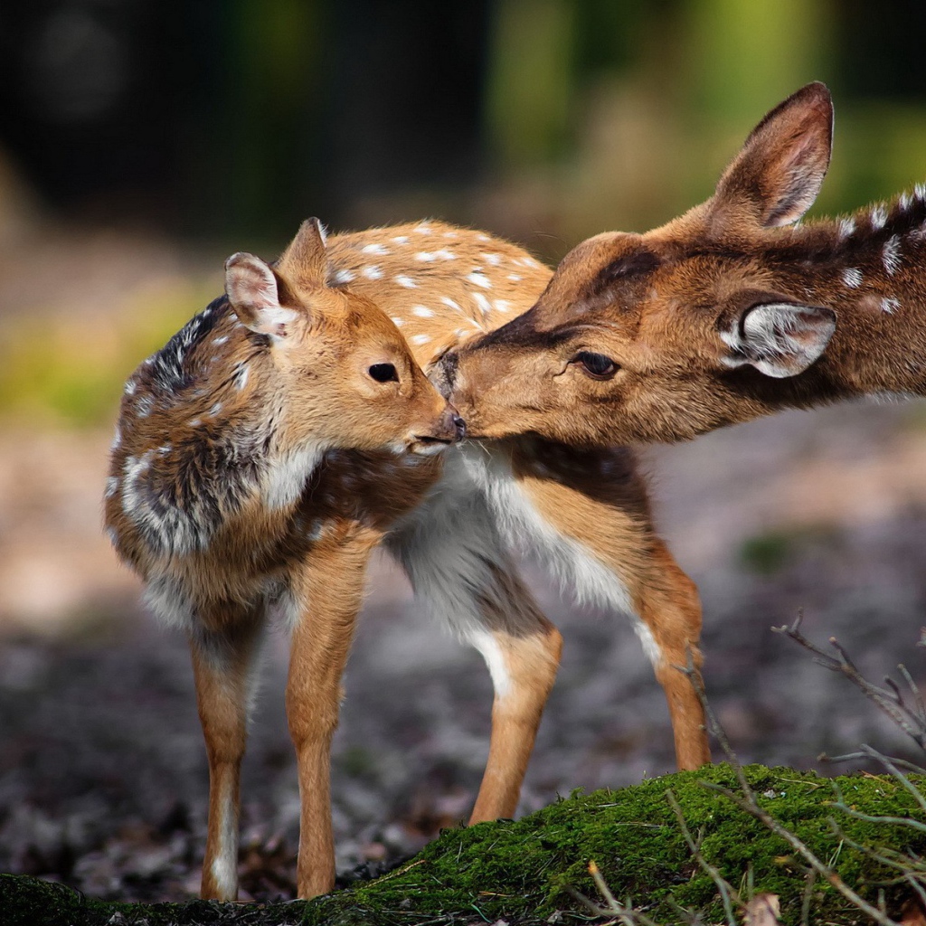 Олениха и ее ребенок