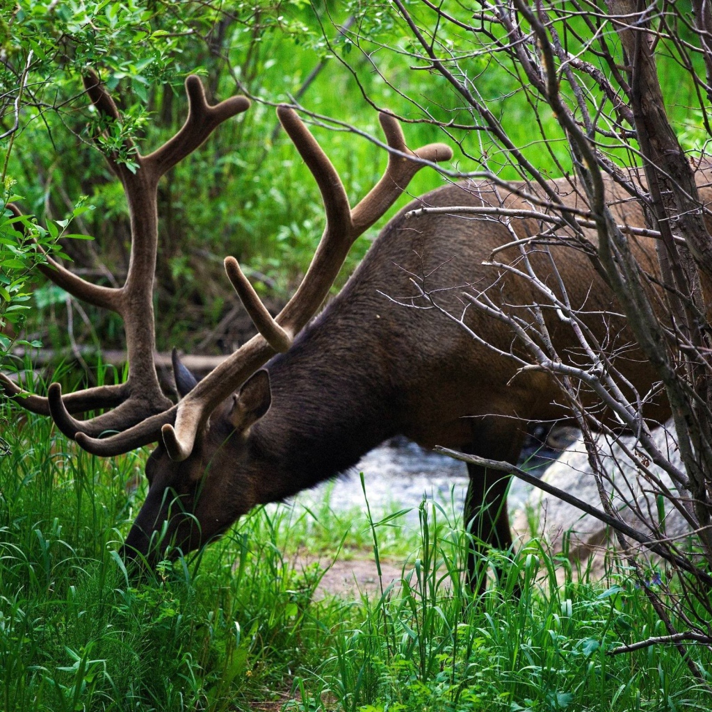 Олень ест траву