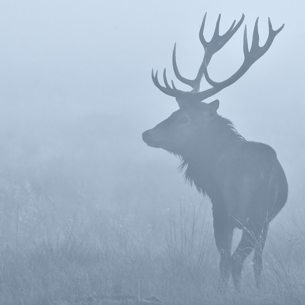 Олень в утреннем тумане