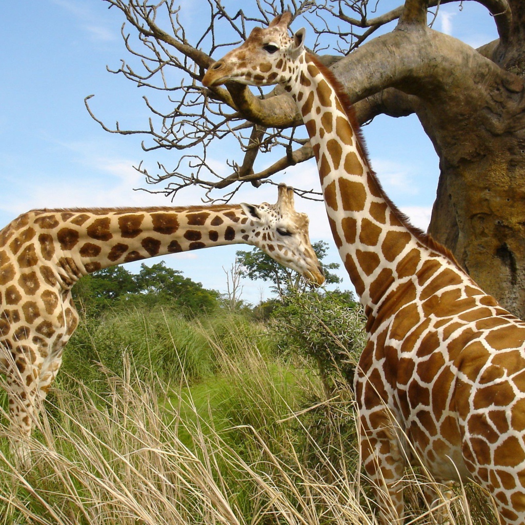 Пара жирафов