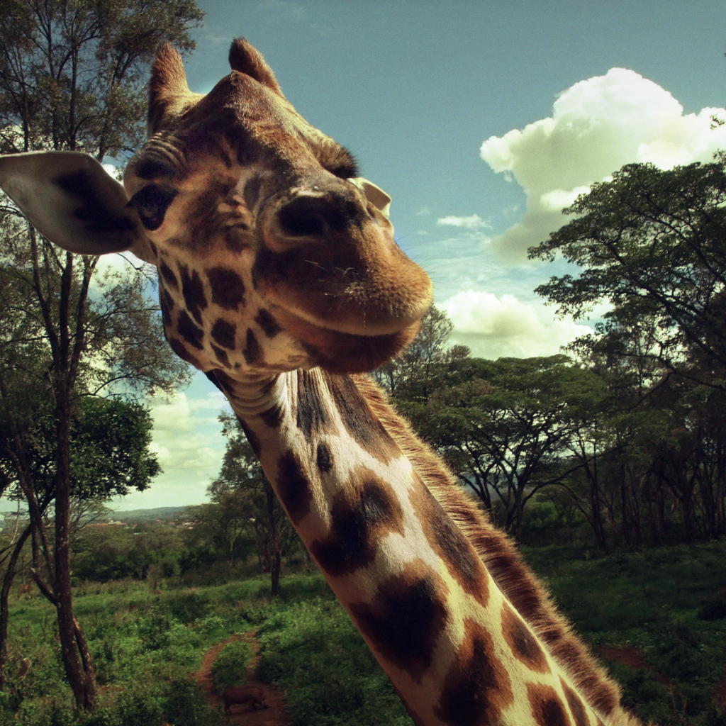 Жираф позирует