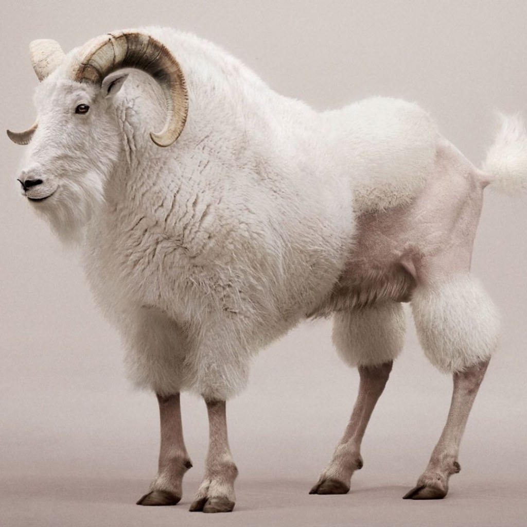 Козел со стрижкой под пуделя