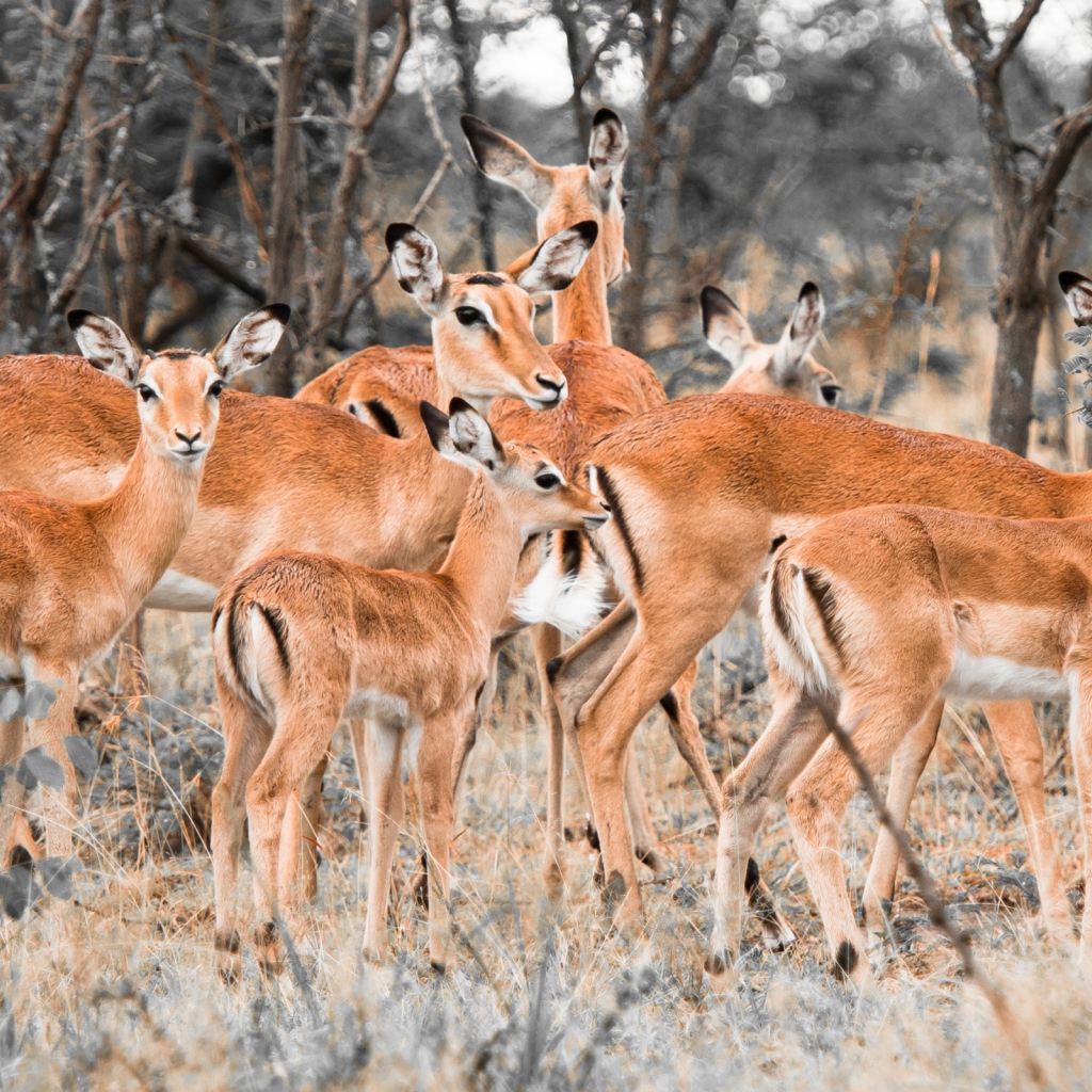 Стадо оленей