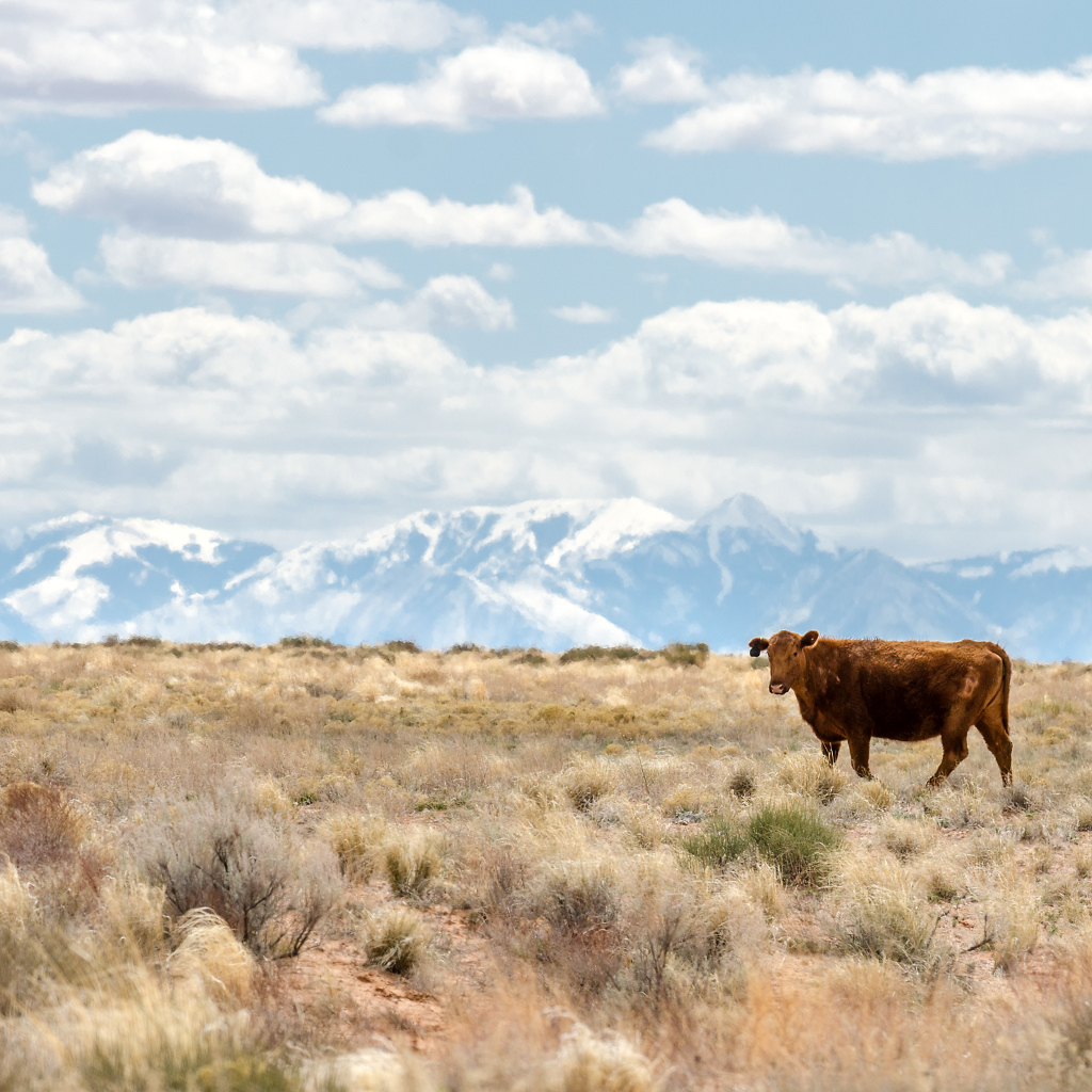 Одинокая корова на фоне гор