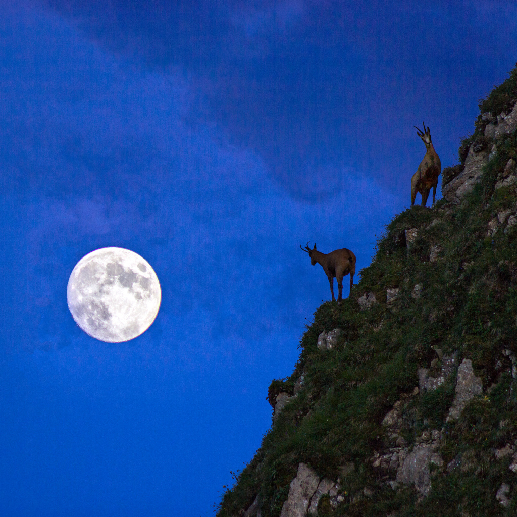 Горные козлы на фоне луны