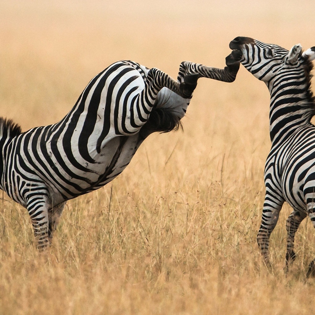 Зебра лягается