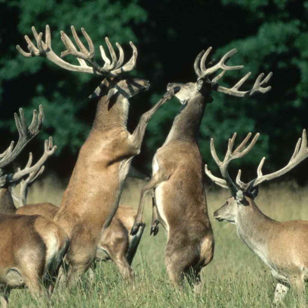 Битва оленей