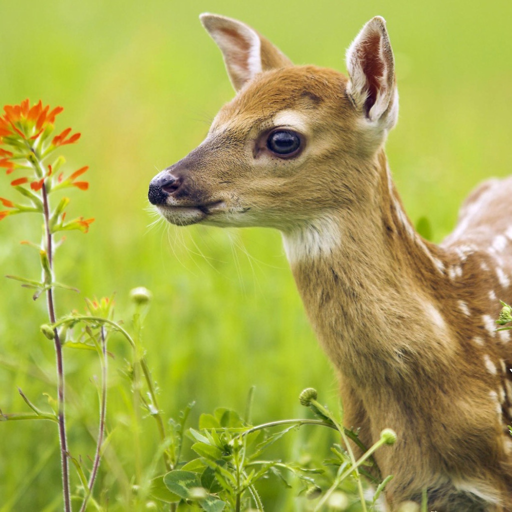 Олененок в траве