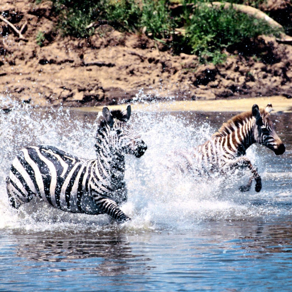 Зебры переходят через реку