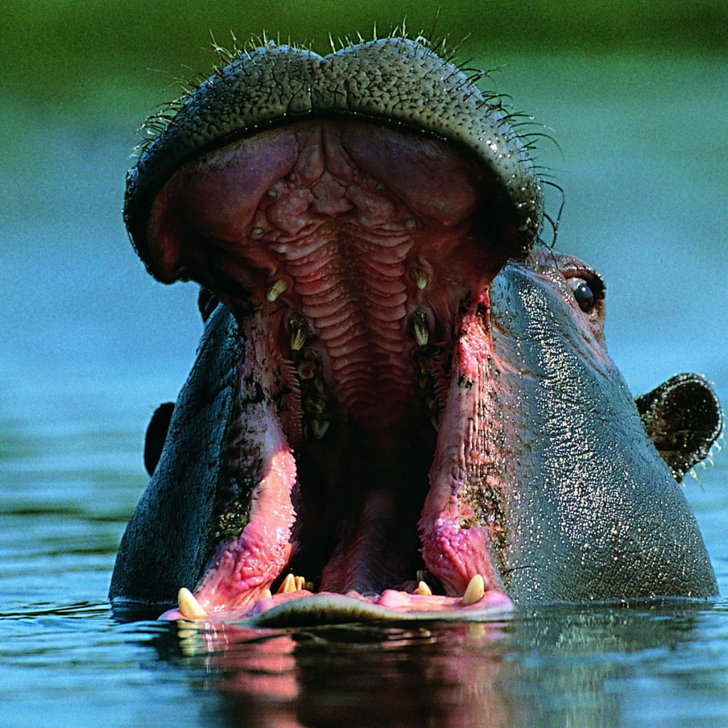 Бегемот открыл пасть