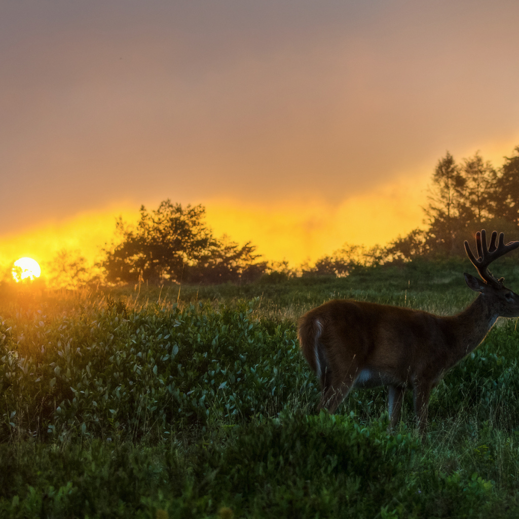 Олень на закате