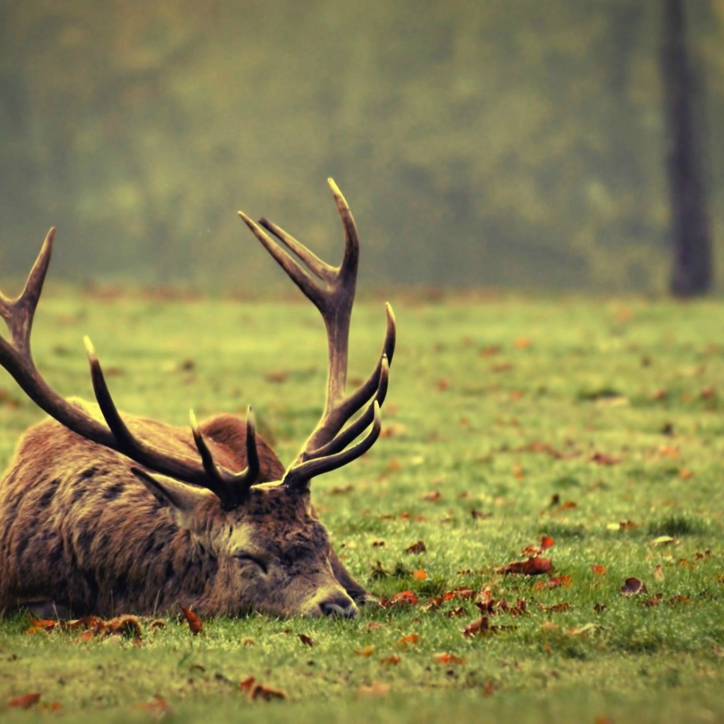 Олень спит на траве
