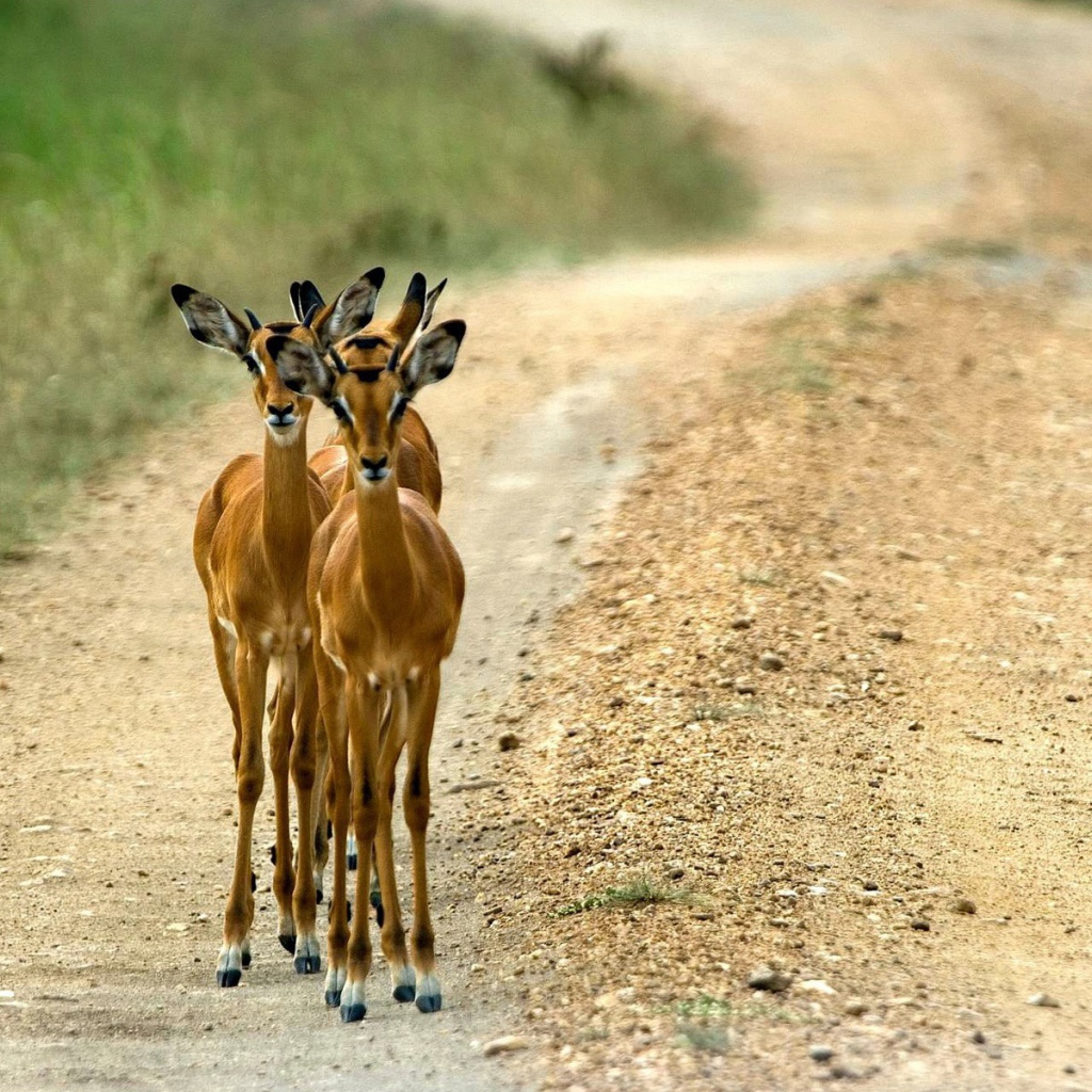 Косули на дороге