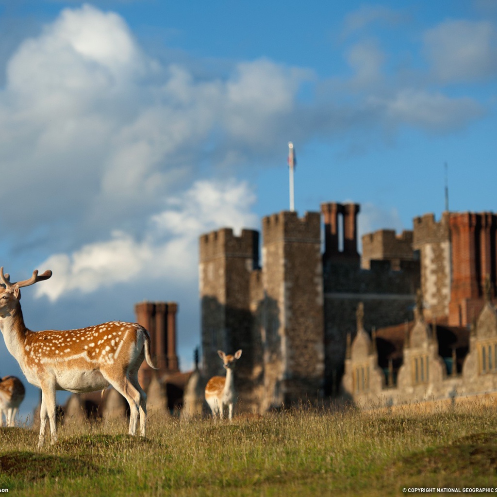 Пятнистые олени