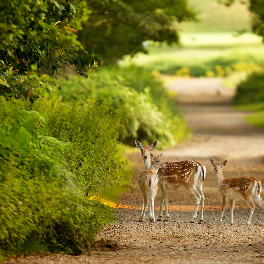 Пятнистые олени на дороге