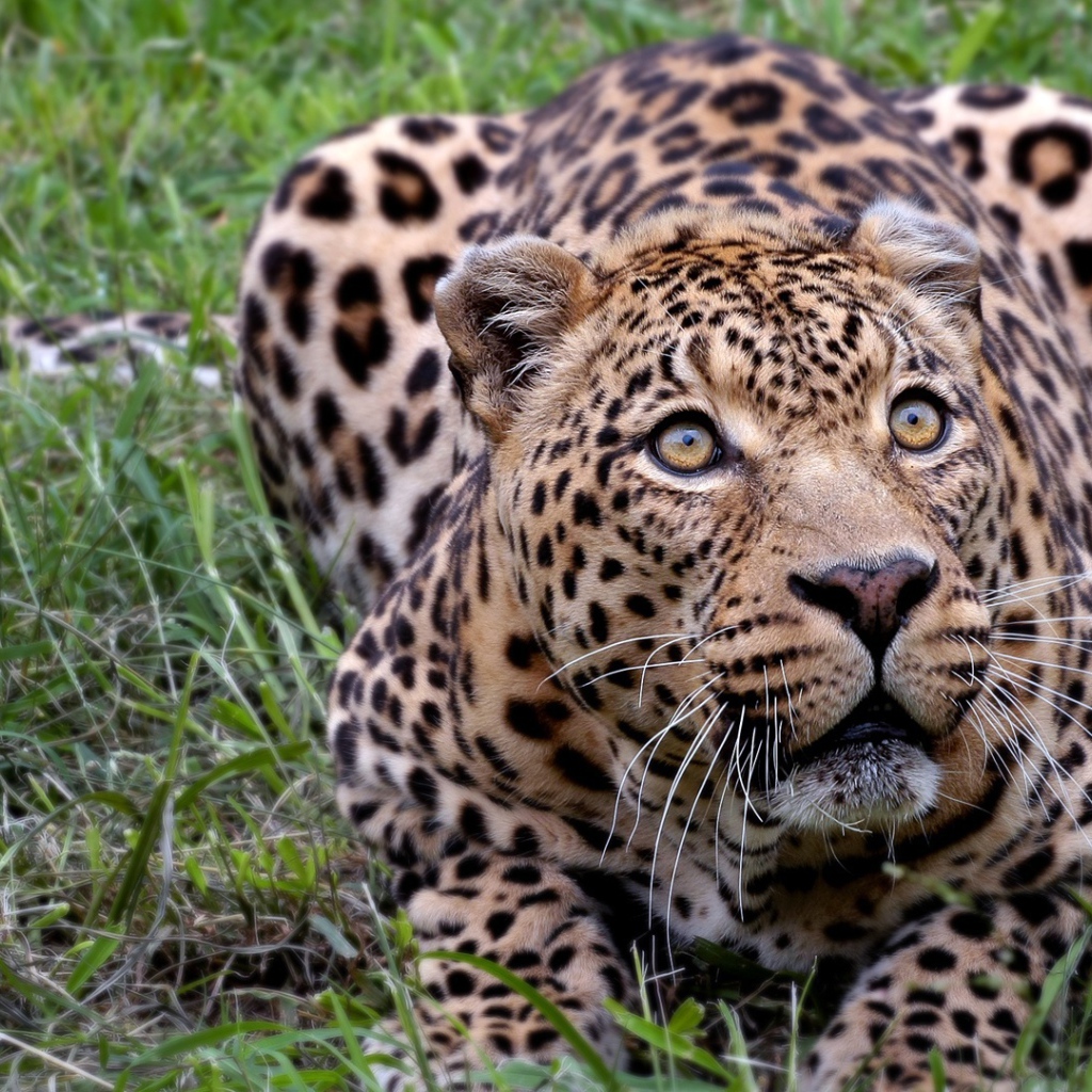 Африканский леопард