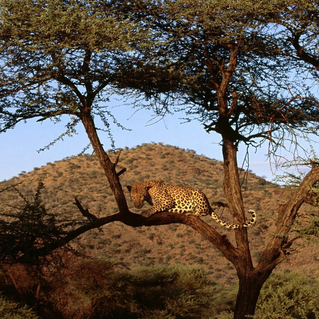 Африканский леопард на дереве