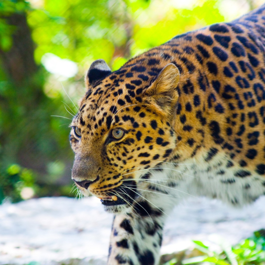 Злой леопард