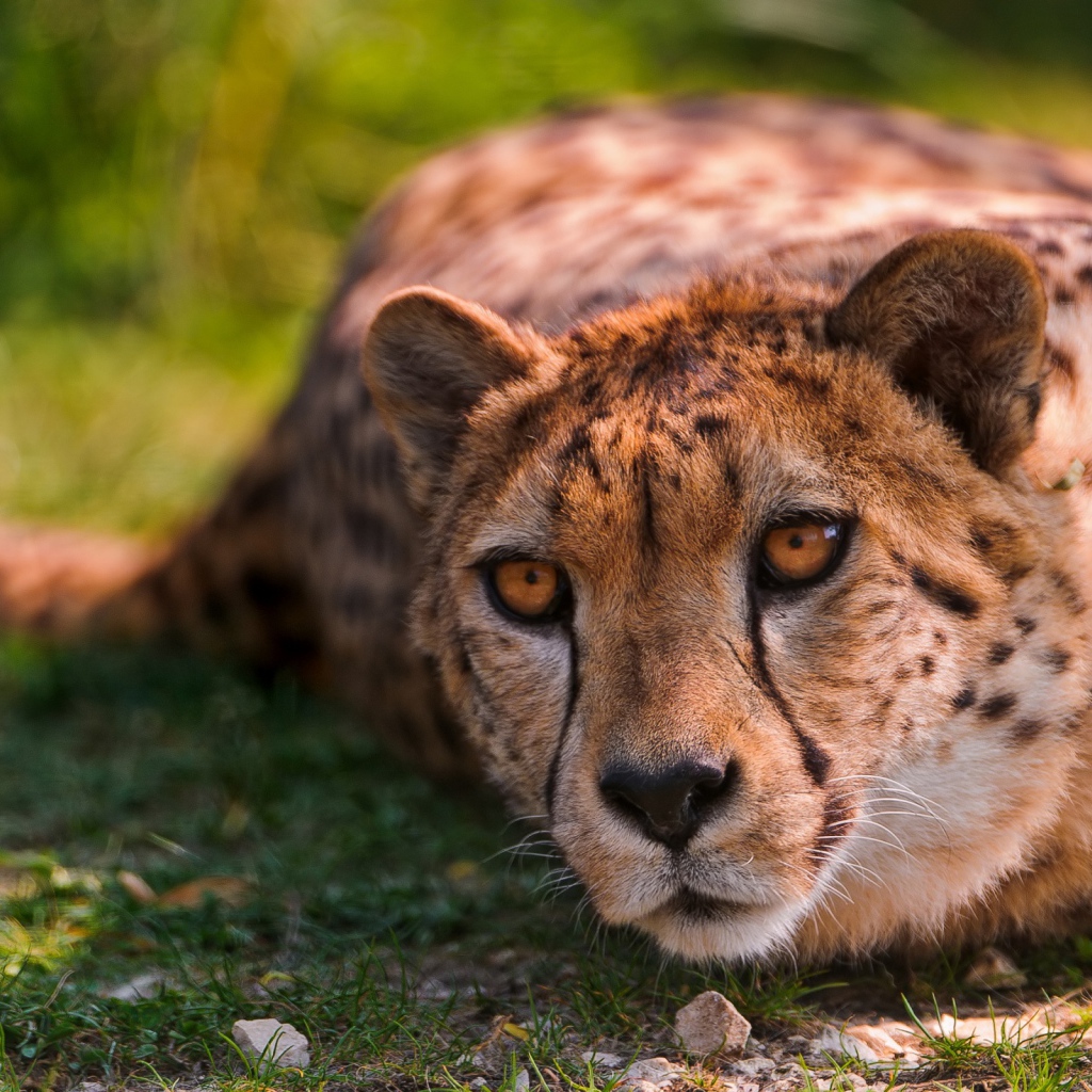 Лежащий геппард