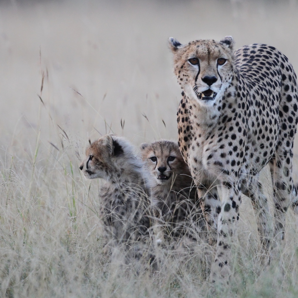 Гепард с котятами