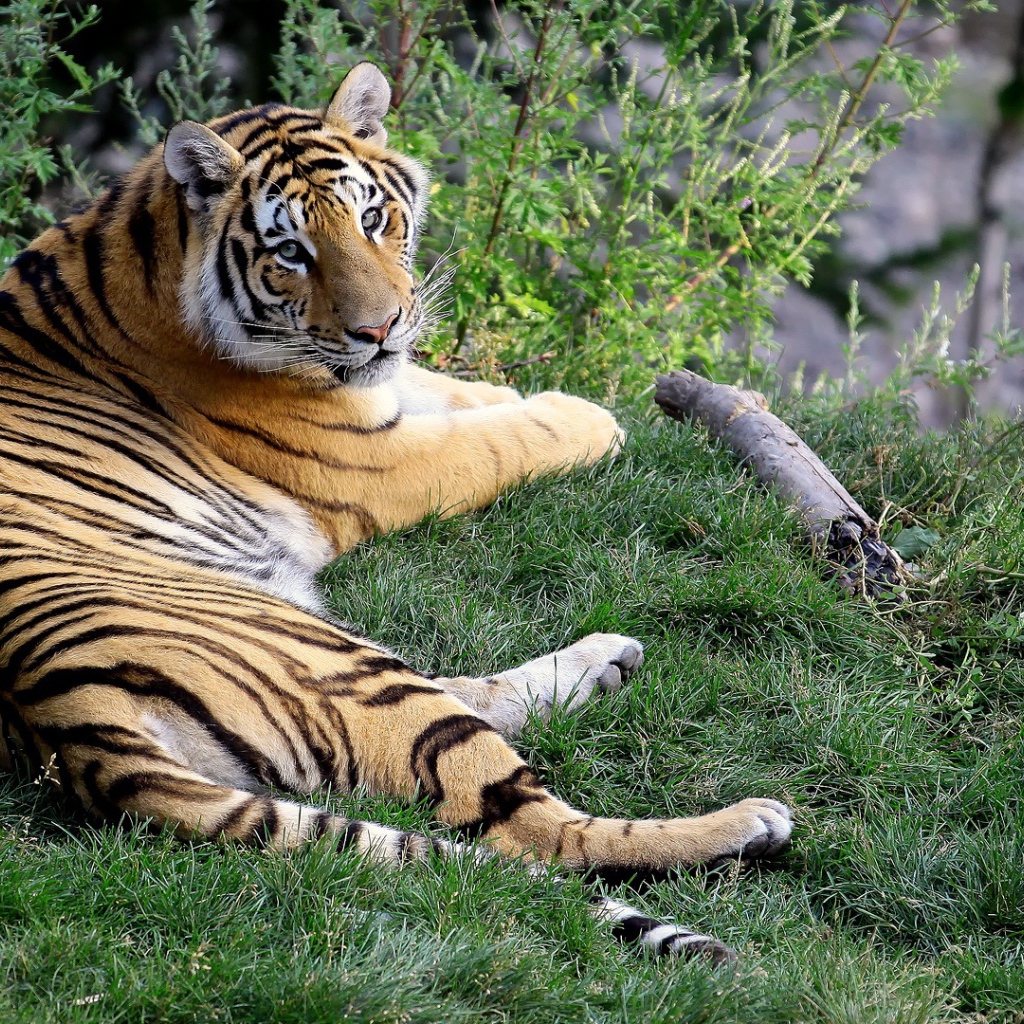 Отдыхающая тигрица