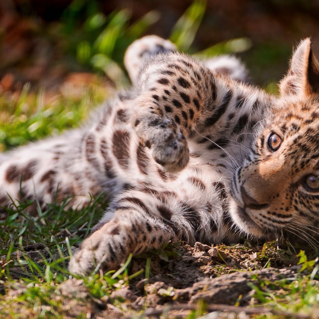 Детеныш ягуара