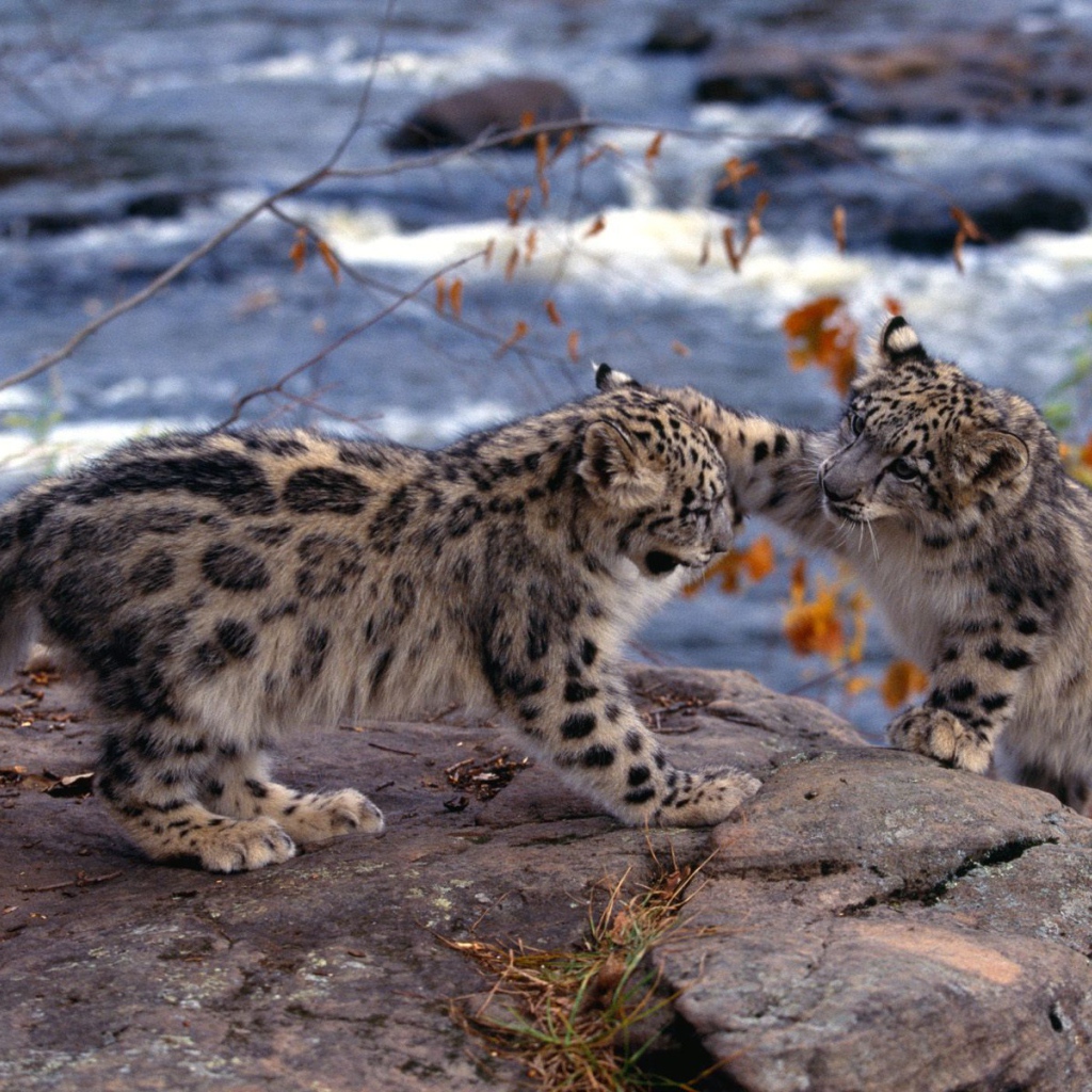 Котята барса играют