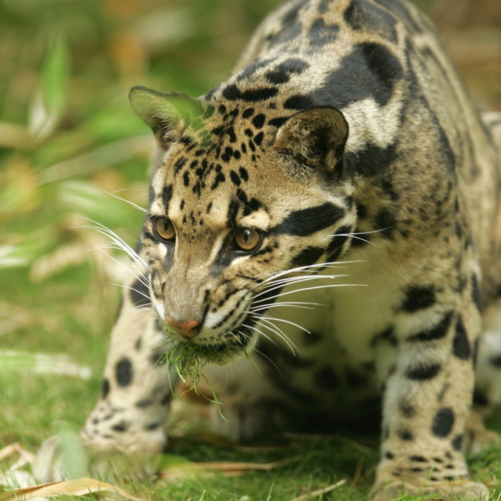 Леопард с травой в зубах