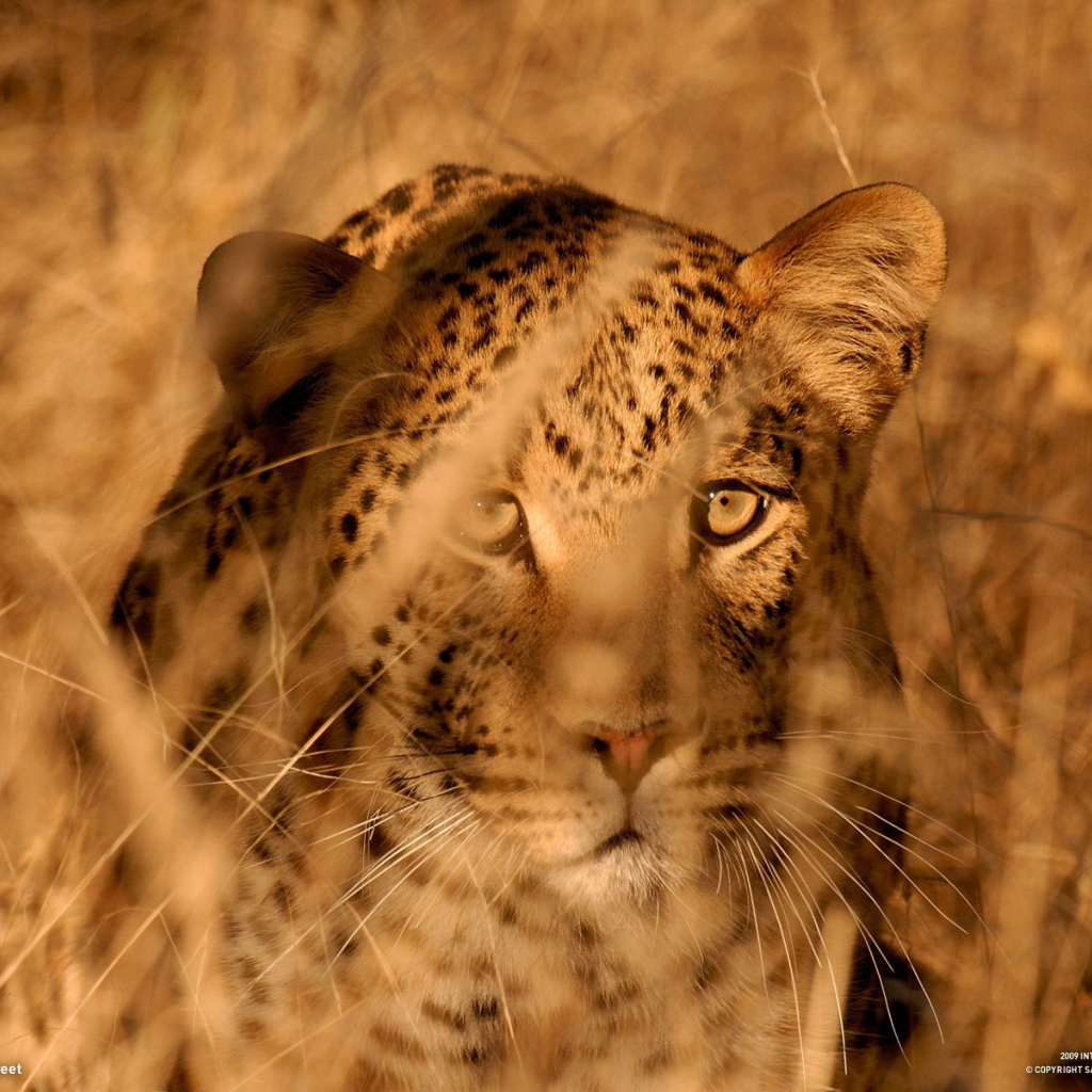 Леопард в засаде