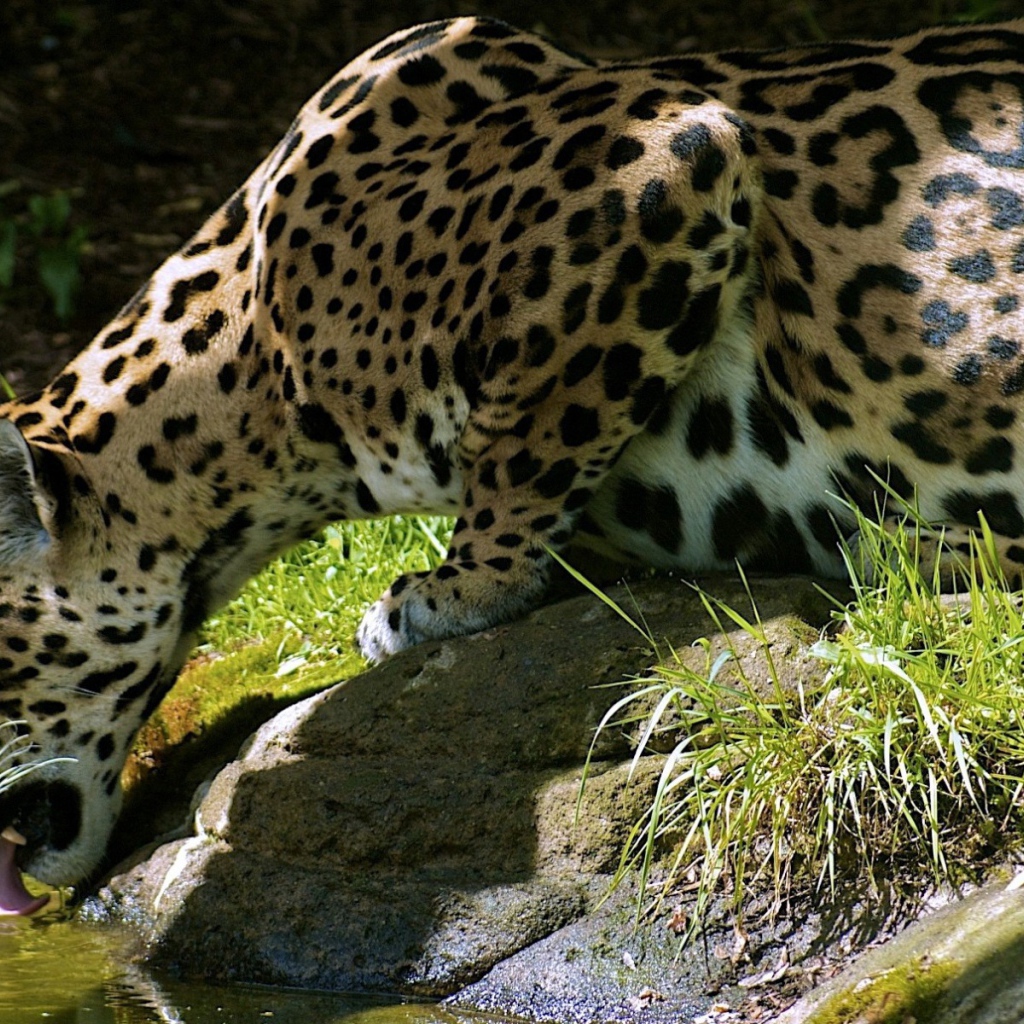 Леопард пьет воду с камня