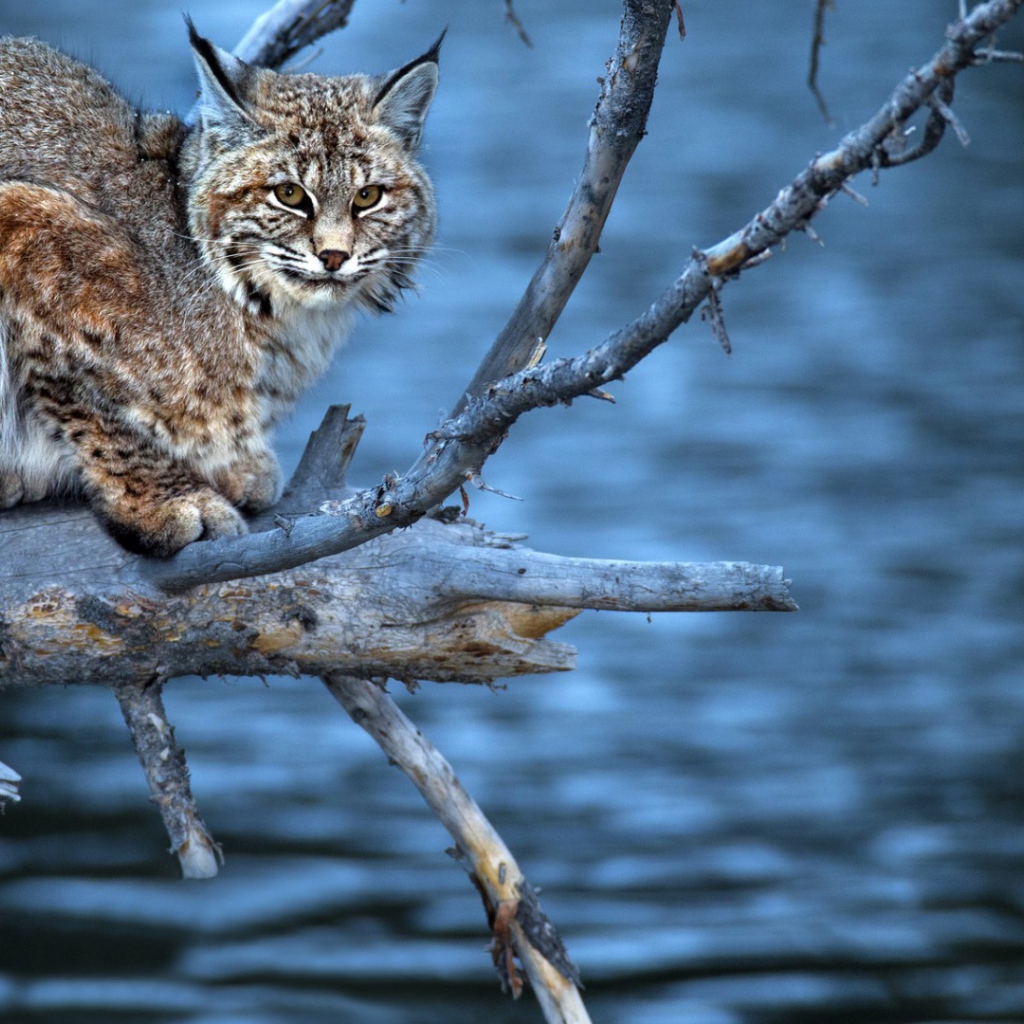 Леопард на сухой  ветке