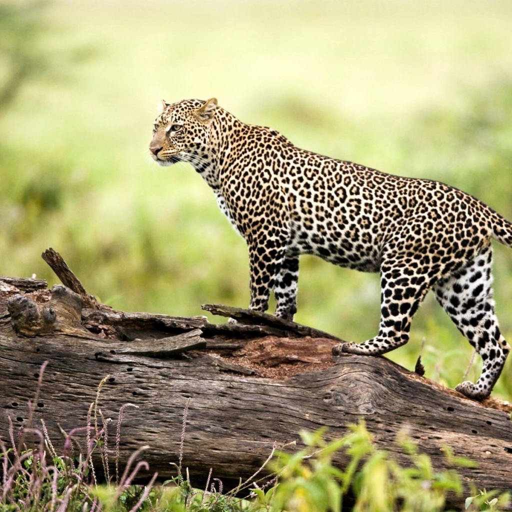 Леопард на природе
